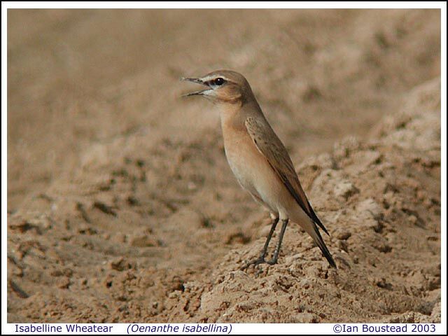 Isabelline Wheatear