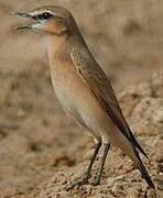 Isabelline Wheatear