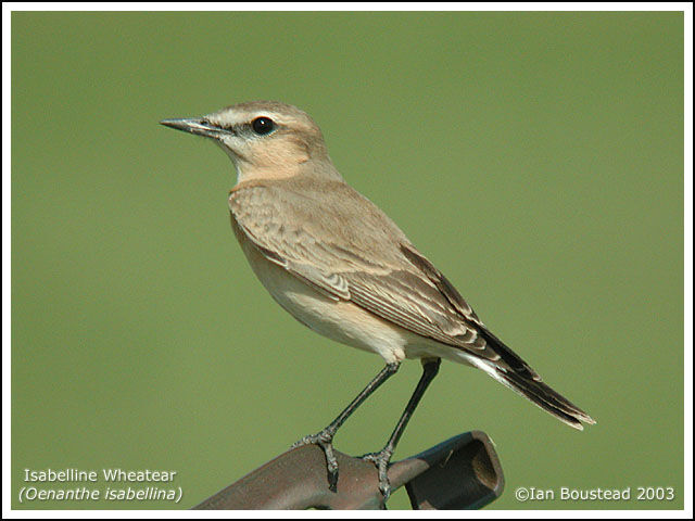 Isabelline Wheatear