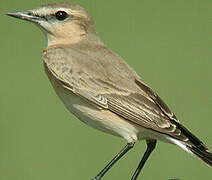 Isabelline Wheatear