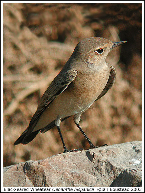 Black-eared Wheatear