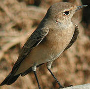 Western Black-eared Wheatear