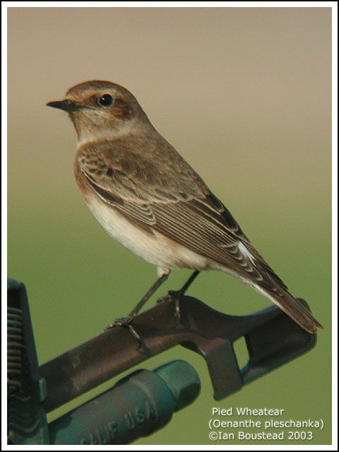 Pied Wheatear