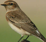 Pied Wheatear