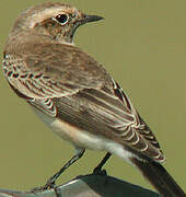 Pied Wheatear