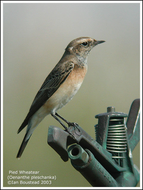 Pied Wheatear