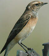 Pied Wheatear