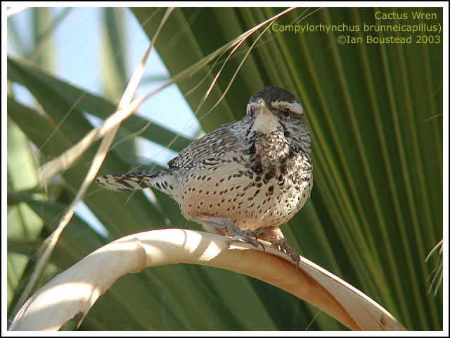 Cactus Wren