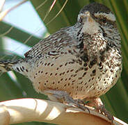 Cactus Wren