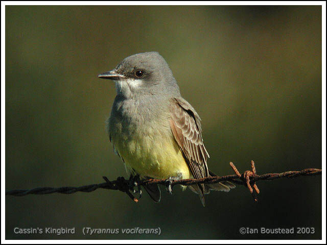 Cassin's Kingbird