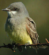 Cassin's Kingbird