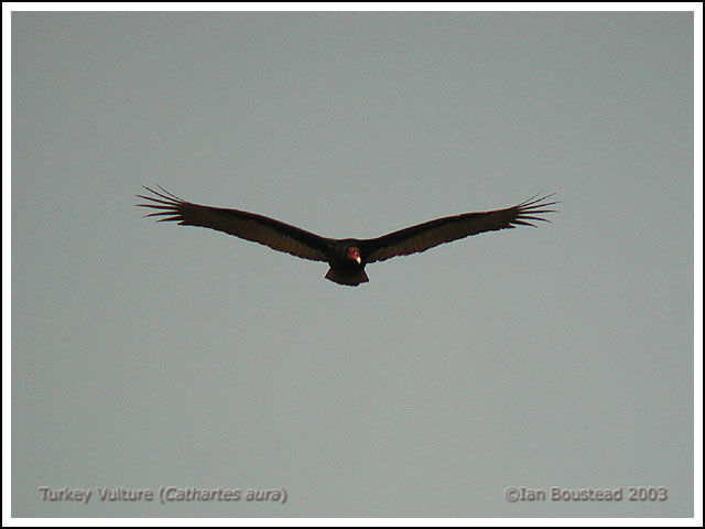 Turkey Vulture