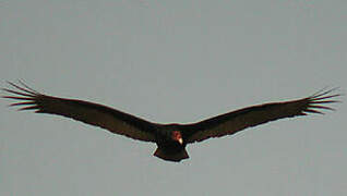 Turkey Vulture