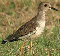 White-tailed Lapwing