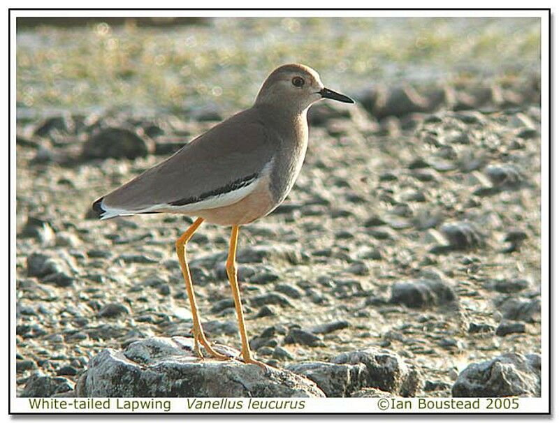 White-tailed Lapwing