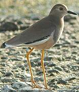 White-tailed Lapwing