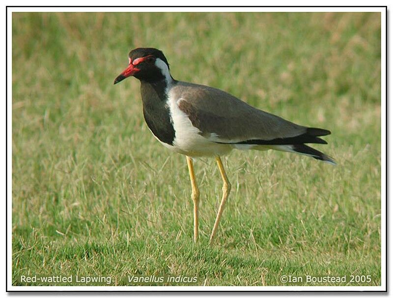 Red-wattled Lapwing