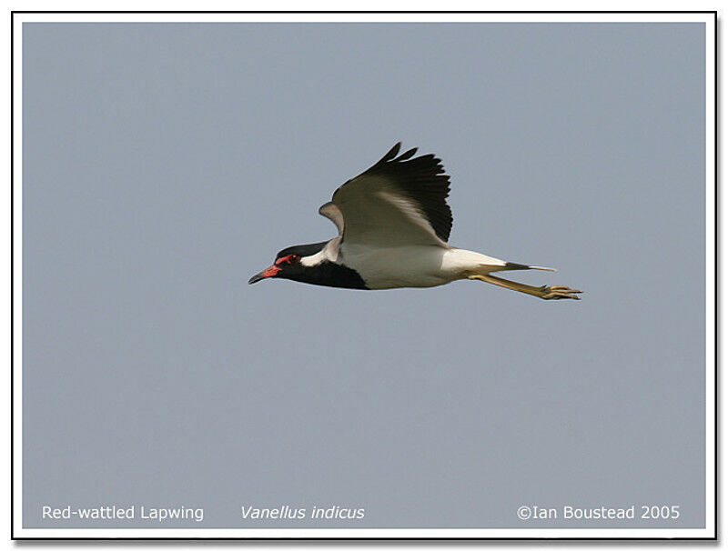 Red-wattled Lapwing