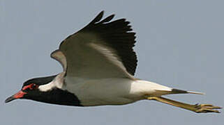 Red-wattled Lapwing