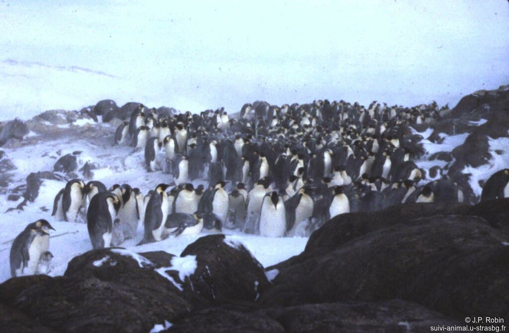 Emperor Penguin