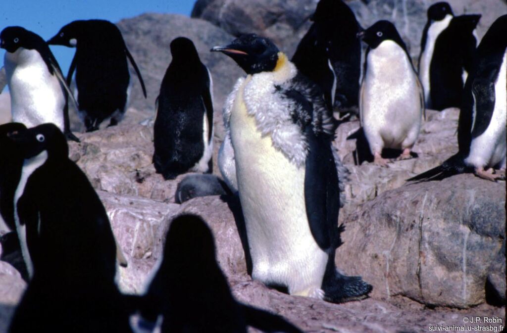 Emperor Penguin