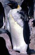 Emperor Penguin