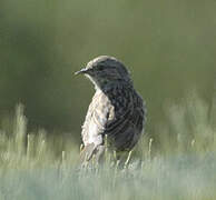 Alpine Accentor