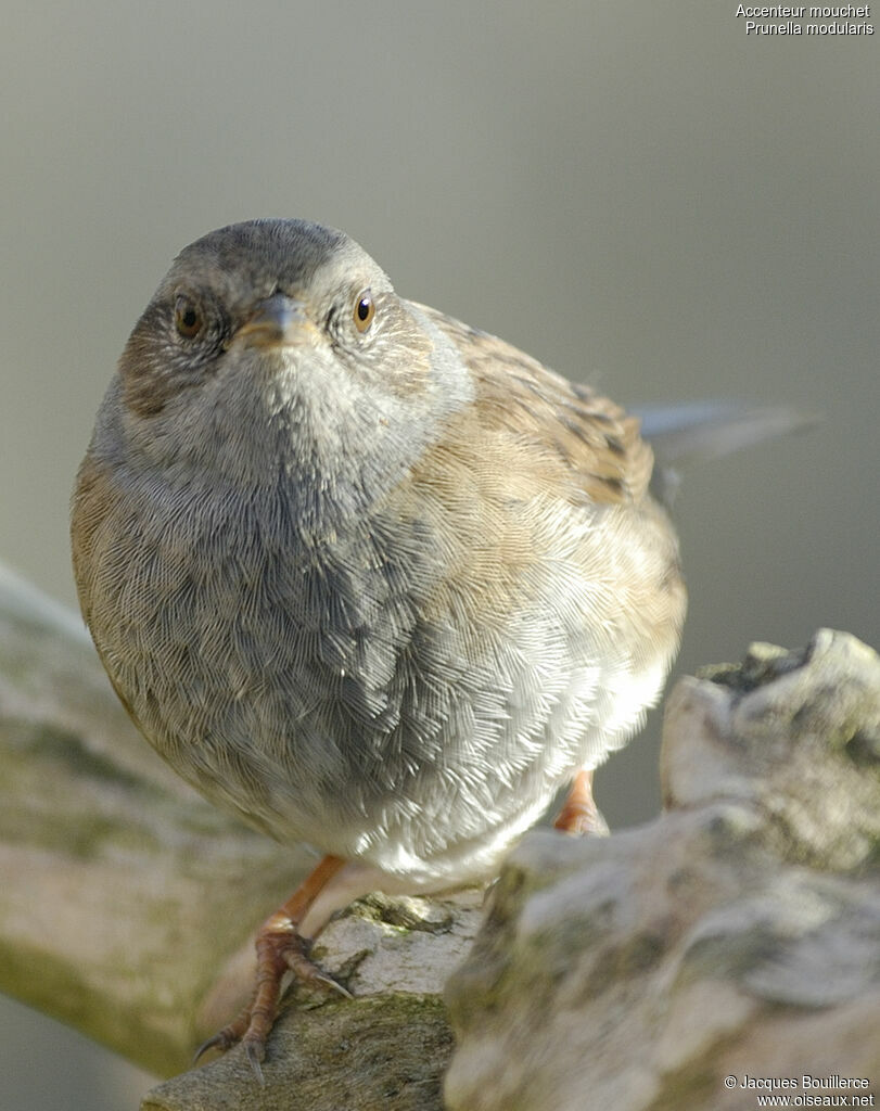 Dunnock