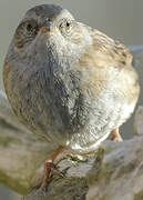 Dunnock