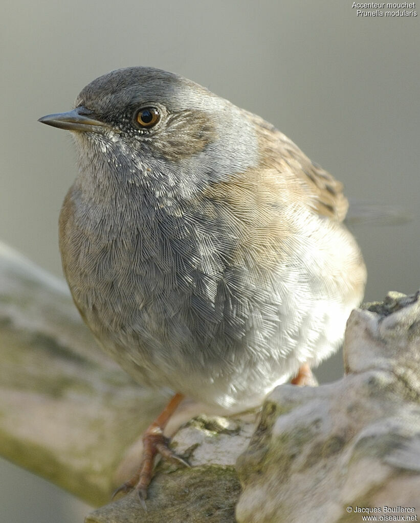 Dunnock