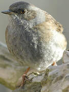 Dunnock