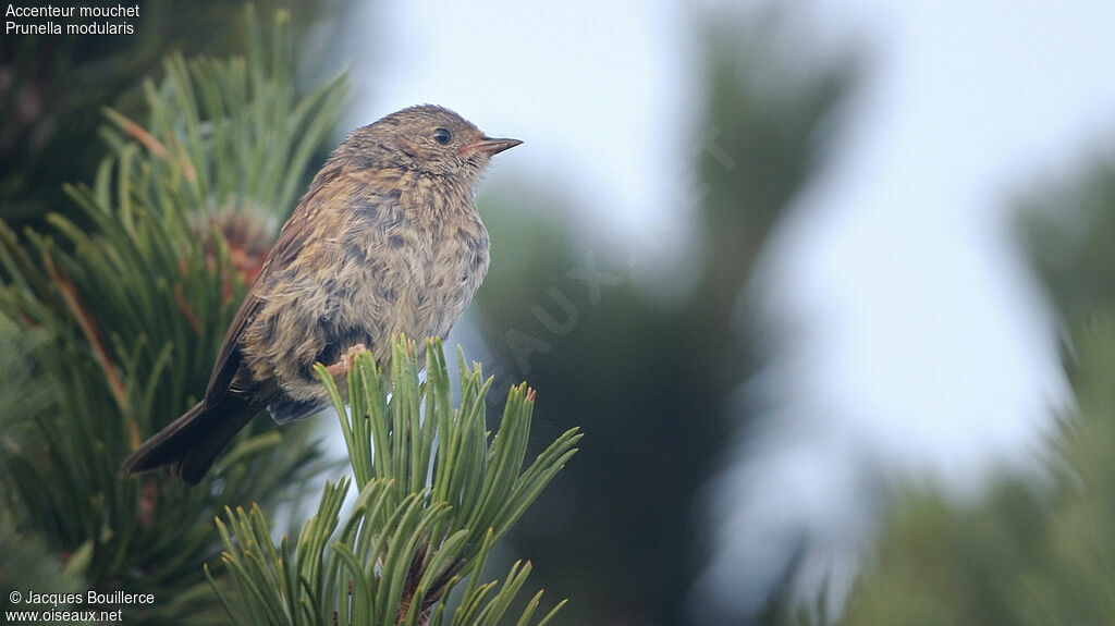 Dunnock