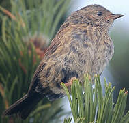 Dunnock