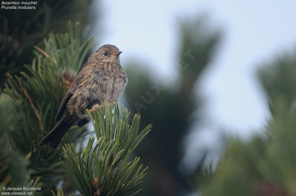 Dunnock