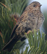 Dunnock