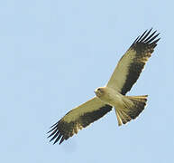 Booted Eagle