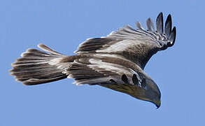 Booted Eagle