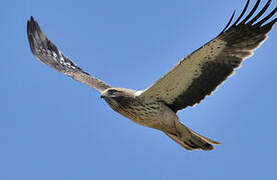 Booted Eagle