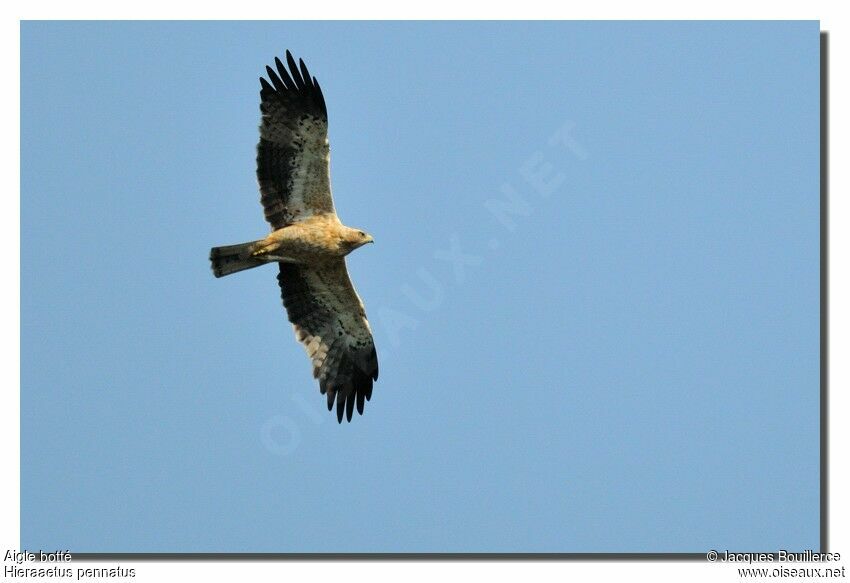 Aigle botté1ère année