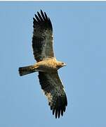 Booted Eagle