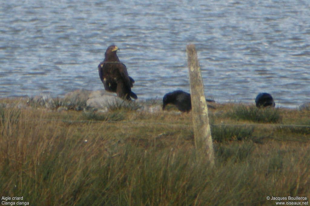 Greater Spotted Eagle