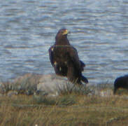 Aigle criard