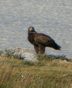 Greater Spotted Eagle