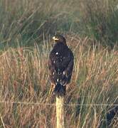 Greater Spotted Eagle