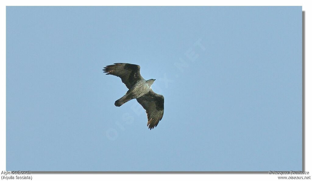 Aigle de Bonelliadulte