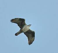 Aigle de Bonelli