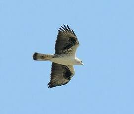 Aigle de Bonelli