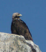 Spanish Imperial Eagle