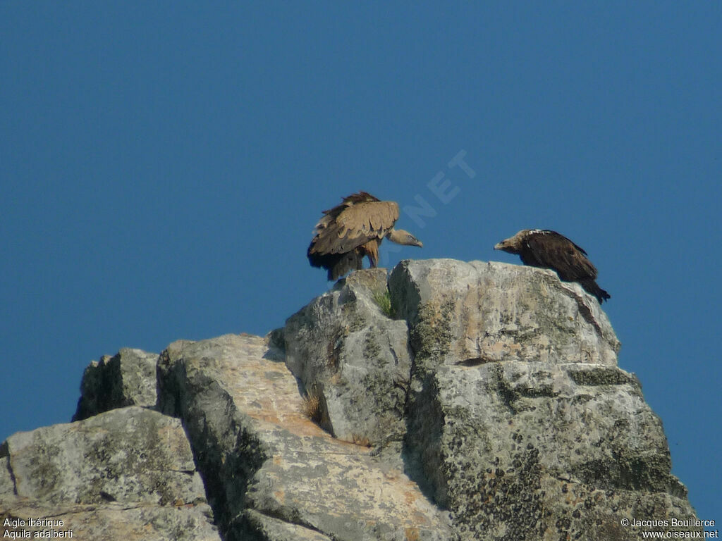 Aigle ibériqueadulte, Comportement