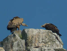 Aigle ibérique